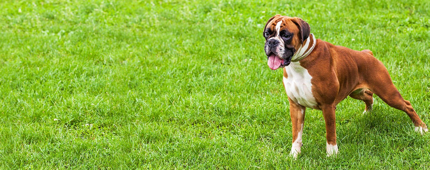 Berlin Dog Names Popular Male and Female Names Wag!